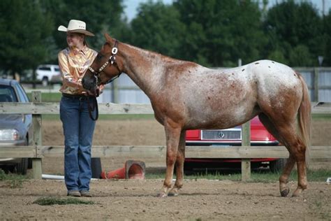 21 best Pony Of The Americas (POA) Ref images on Pinterest | Appaloosa ...