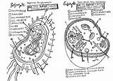 M/prokaryotic And Eukaryotic Cells Coloring Pages sketch template