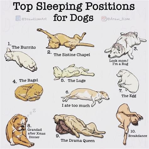 Pin by Nadine Lepage on Animal funnies | Dog sleeping positions, Sleep funny, Sleeping puppies