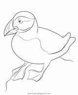 Puffin Coloring Pages Sketch Coloring Page sketch template