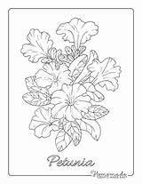 Free Flower Coloring Pages For Kids & Adults sketch template