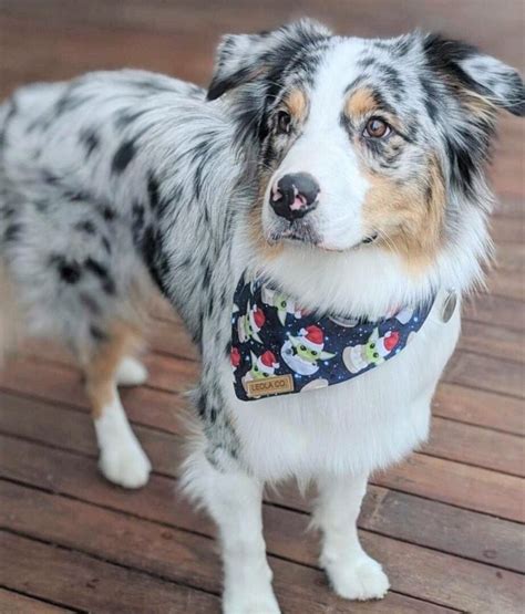 Blue Merle Australian Shepherd: Everything You Need to Know