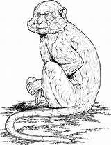 Monkey Coloring Pages sketch template