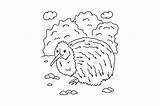 Kiwi Coloring Page sketch template
