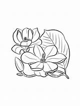 Magnolia coloring pages sketch template