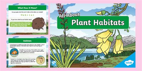 All About Plant Habitats PowerPoint (teacher made)