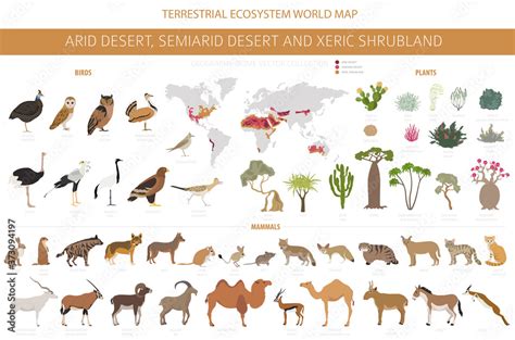 Naklejka Desert biome, xeric shrubland natural region infographic ...