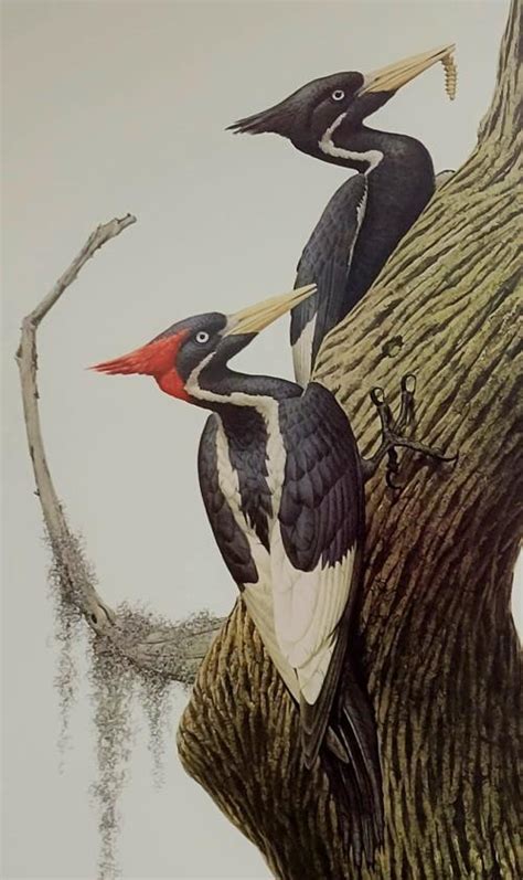 Researchers Suggest Ivory-billed Woodpecker is Not Extinct | College of ...