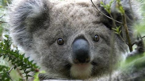 Why koalas hug trees on hot days - BBC News