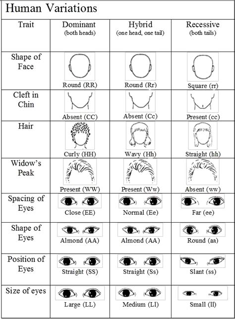 Variations on a Human Face - Heredity Simulation