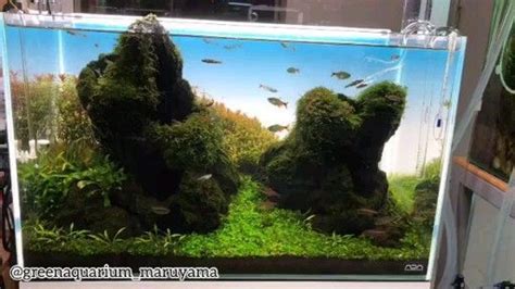 Nano Tank Set Up Using Lava Rock as Hardscapes | Aquarium fish tank, Aquascape, Nature aquarium