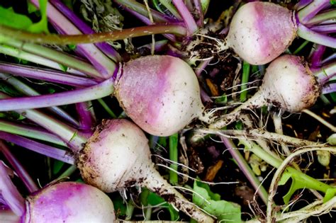 10 Root Vegetables You Can Successfully Grow