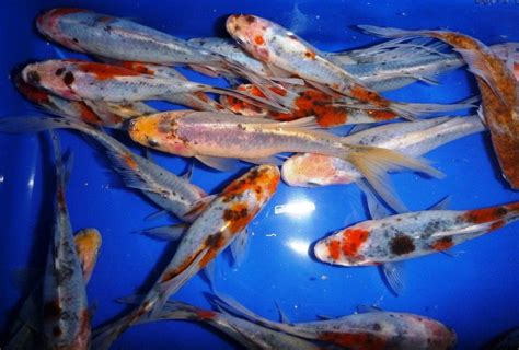 30-Lot Shubunkin 3″-4″ For Your Koi Pond Free Overnight Shipping – Pretty Koi Fish, LLC