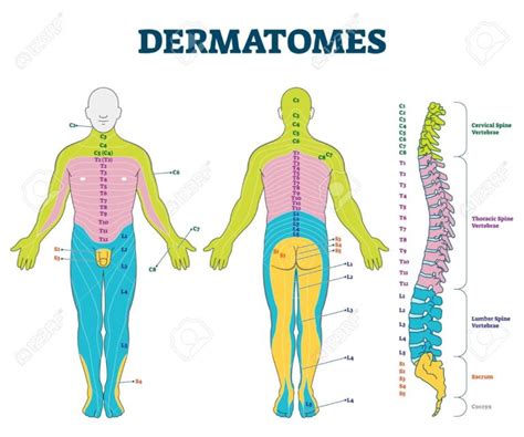 Dermatomes Vector Illustration Labeled Educational Anatomical Skin ...