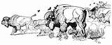 Free Buffalo And Bison Coloring Pages sketch template