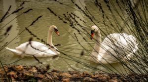 Do Swans Mate For Life? The Elegance of Everlasting Love - Animal Hype