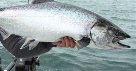 King salmon reign shrinks on changing Great Lakes