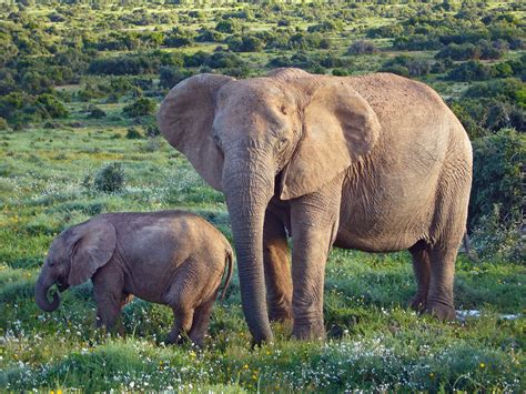 File:African Bush Elephants.jpg - Wikipedia