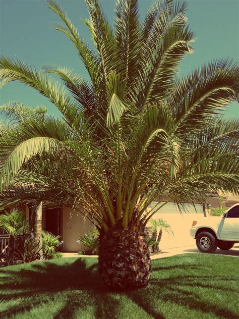 pineapple / palm tree Palm Trees Garden, Palm Trees Landscaping ...