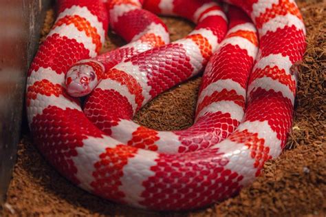 Milk Snake: Spiritual Meaning, Symbolism and Totem