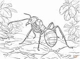 Red Wood Ant Coloring Page  Free Printable Coloring Pages sketch template