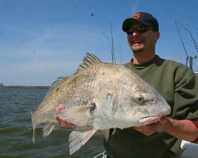 Black Drum Fishing Tips