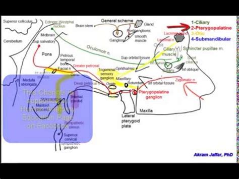 Ciliary Ganglion Pathways