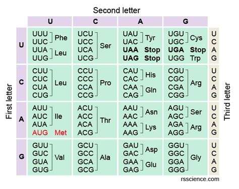 How to Read the Amino Acids Codon Chart? - Genetic Code and mRNA ...