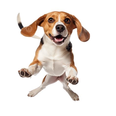 Bound With Joy A Beagle Dog S Leap Into Serenity On White Canvas, Beagle, Animal, Dog PNG ...