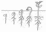 Seed Germination Coloring Page Sketch sketch template