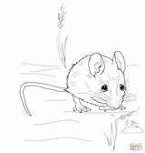 Sketches Of Mice Coloring Pages sketch template