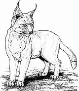 Iberian Lynx Coloring Page sketch template