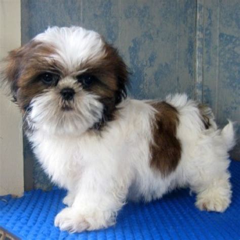 Pin on I ♥ Shihtzu ♡dogs!