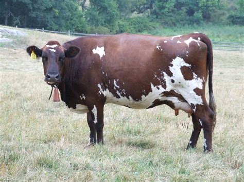 Read about Ayrshire cattle and other heritage cattle breeds here at The Livestock Conservancy, a ...