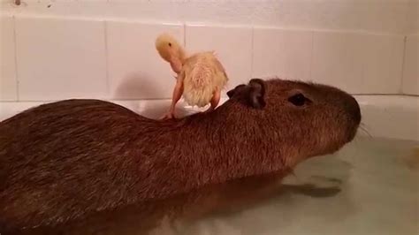 Duck on the back of a Capybara - YouTube