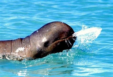 Australian Snubfin Dolphin « "OCEAN TREASURES" Memorial Library