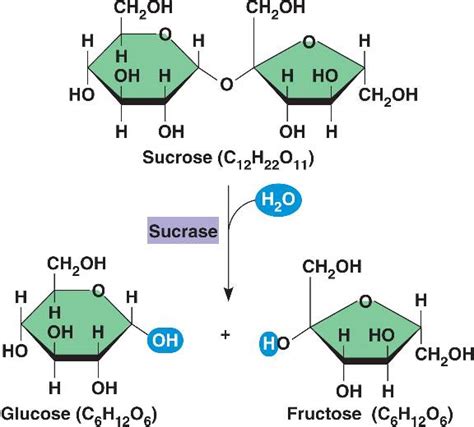 sugar - Is plasma membrane permeable to sucrose - Biology Stack Exchange