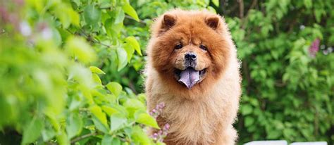 Chinese dogs: 9 unique dog breeds originating from China