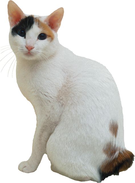 Cat PNG
