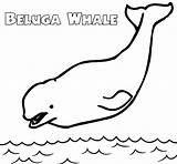 Five Epic Beluga Whale Coloring Pages For Kids  sketch template