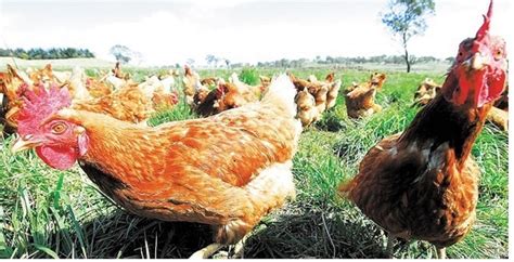 Free Range Eggs: Freeranger Eggs is all about producing genuine free range eggs as well as ...