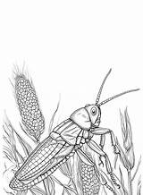 Coloring Locust Template Pages Locusts Bible Color Colouring Cartoon  sketch template