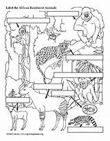 Draw Color And Learn About African Rainforest Animals  Classful sketch template