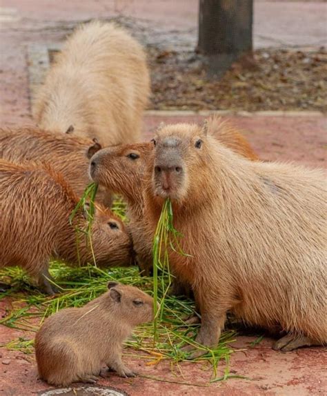 I wish I was a capybara...eating grass... : r/capybara