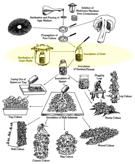 Mushroom Cultivation