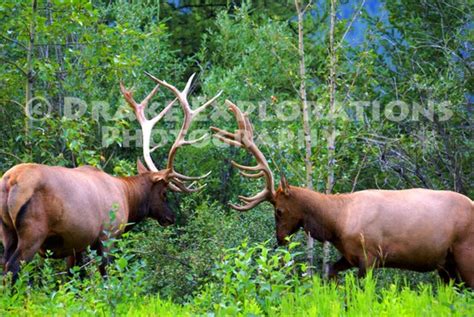 Bull Elk Fighting Big Antlers Wildlife by DrakeExplorations