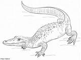 Printable Alligator coloring Page sketch template