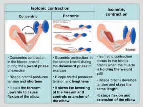 isometric deltoid exercises - Google Search | Eccentric contraction ...