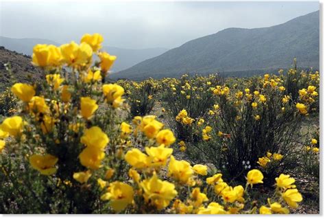 Atacama desert in Chile erupts in floral beauty after unexpected rain ...