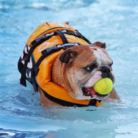 woof pool - Derry, NH - Dover, NH - Woofmeow Family Pet Center